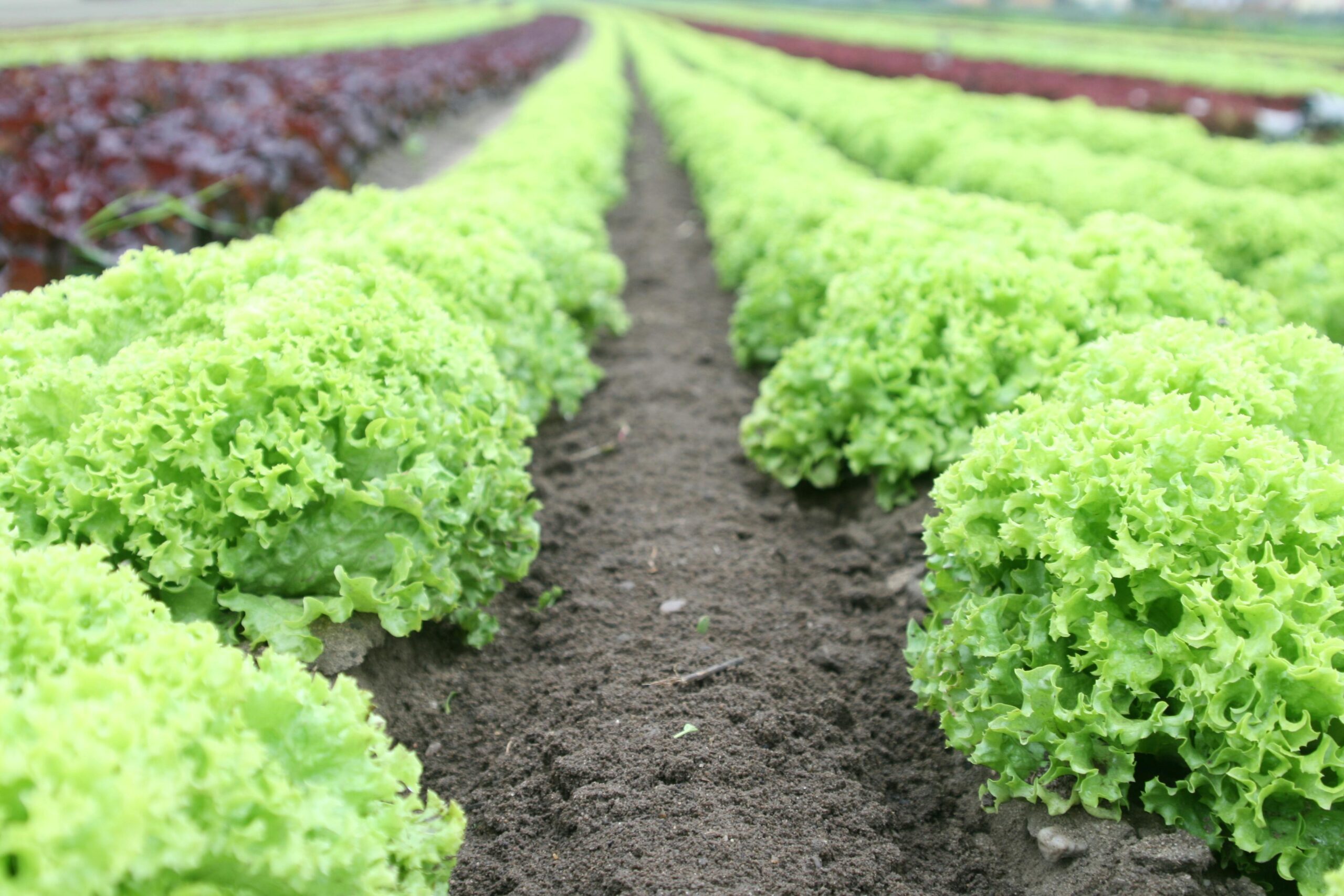 Elbows Up, Roots Down: a Transition to Edible Plantings & Community Garden Program Development